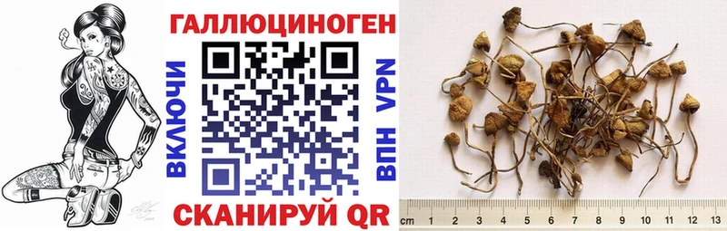 MEGA зеркало  Рошаль  Псилоцибиновые грибы Psilocybe 
